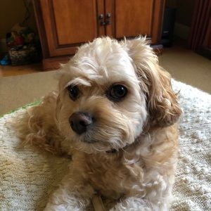 Meet your Posher, Melissa